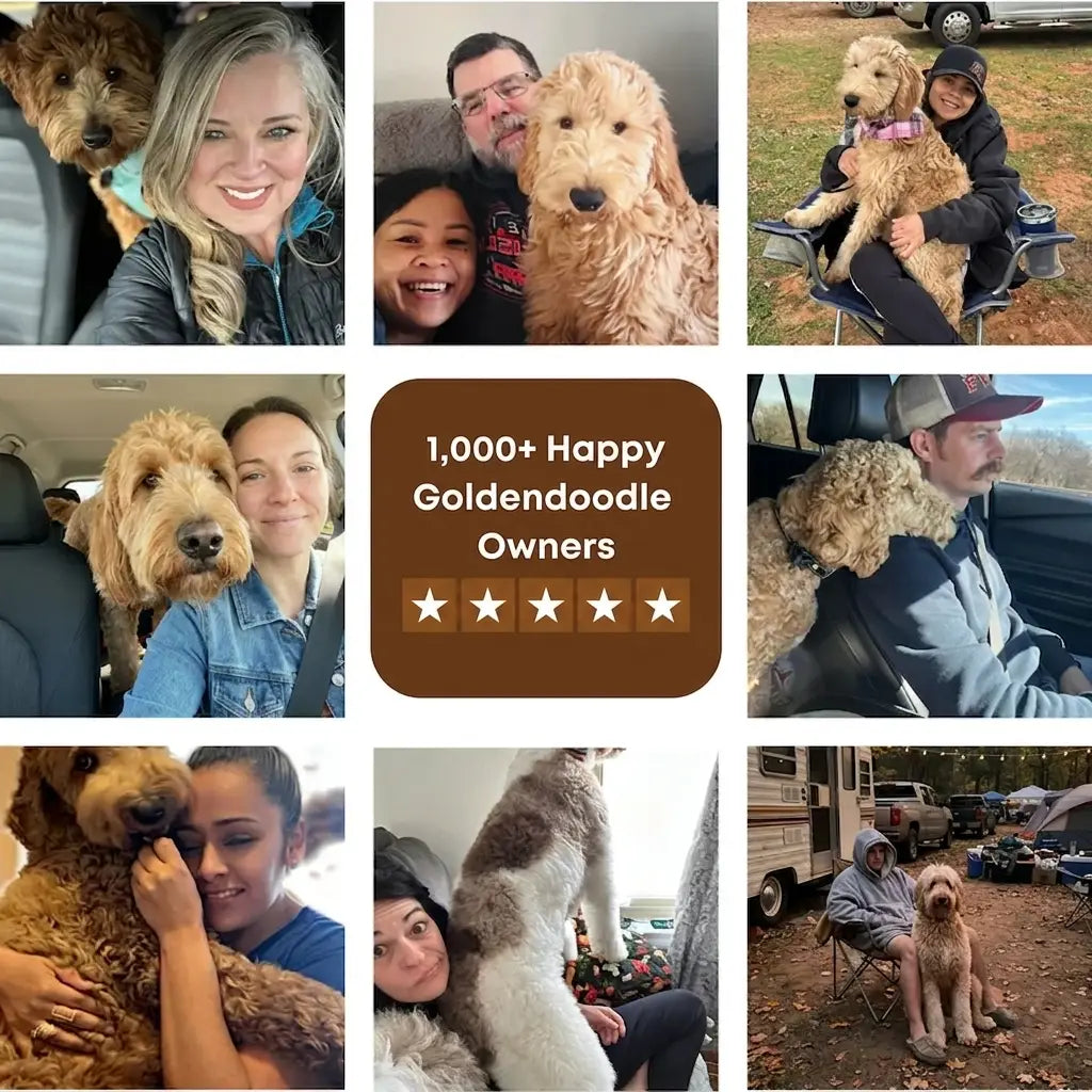 The Complete Goldendoodle Guide